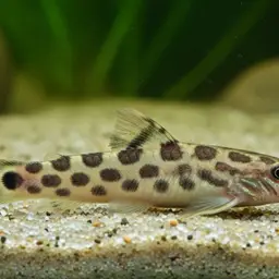 Mottled Loach, photo 7