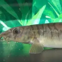 Panther Loach, photo 2