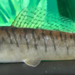 Panther Loach, photo 3
