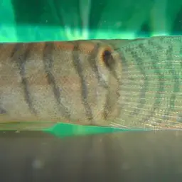 Panther Loach, photo 4