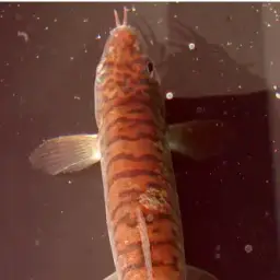 Panther Loach, photo 5