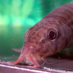Panther Loach, photo 6