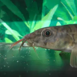 Panther Loach, photo 7