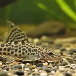 Panther Loach
