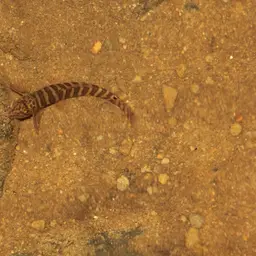 Tiger loach, photo 4