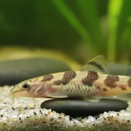 Tiger loach