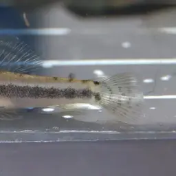 Salween Loach