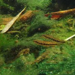Salween Loach, photo 2