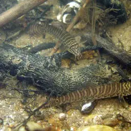Salween Loach, photo 3