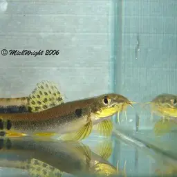 Salween Loach, photo 4