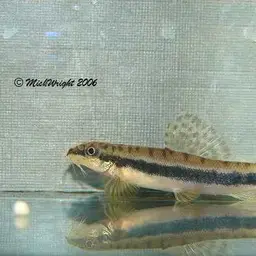 Salween Loach, photo 5