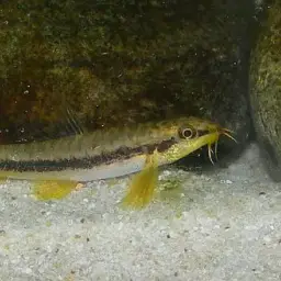 Salween Loach, photo 6
