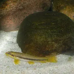 Salween Loach, photo 7