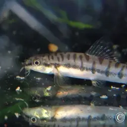 Salween Loach, photo 8