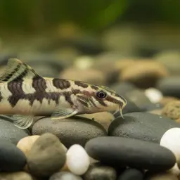Salween Loach, photo 9