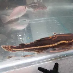 Chocolate Talking Catfish, photo 2