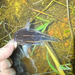 Chocolate Talking Catfish, photo 6