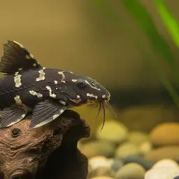 Chocolate Talking Catfish