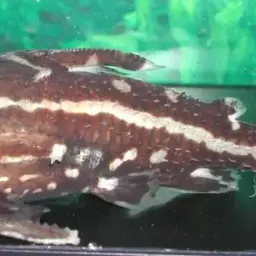 Talking Catfish, photo 2