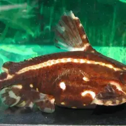 Talking Catfish, photo 3