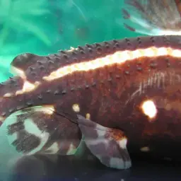 Talking Catfish, photo 4