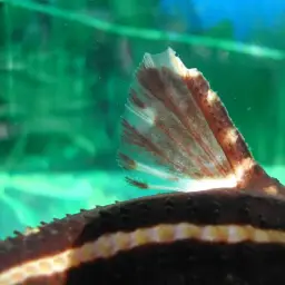 Talking Catfish, photo 5