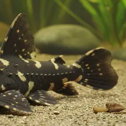 Talking Catfish
