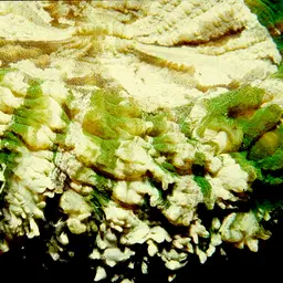 Flat Cup Coral, photo 2