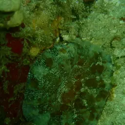 Flat Cup Coral, photo 3
