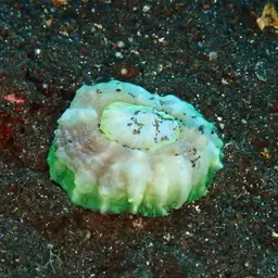 Flat Cup Coral, photo 4