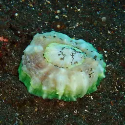 Flat Cup Coral, photo 5