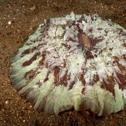 Flat Cup Coral, photo 6