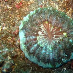 Flat Cup Coral, photo 7