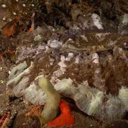 Flat Cup Coral, photo 8