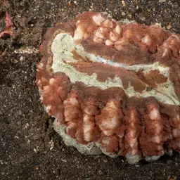 Flat Cup Coral, photo 9
