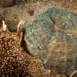 Flat Cup Coral, photo 10