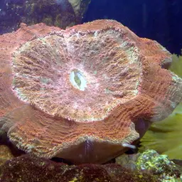 Flat Cup Coral, photo 11