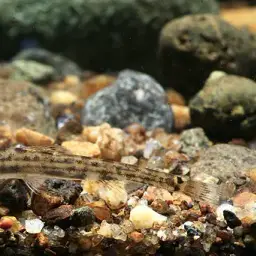 Dwarf Horse-faced Loach