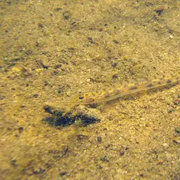 Dwarf Horse-faced Loach, photo 2