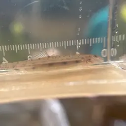 Dwarf Horse-faced Loach, photo 3
