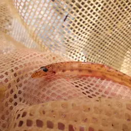 Dwarf Horse-faced Loach, photo 4