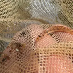 Dwarf Horse-faced Loach, photo 5