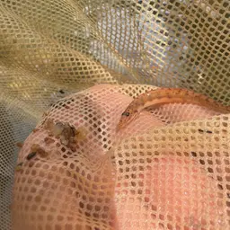 Dwarf Horse-faced Loach, photo 6