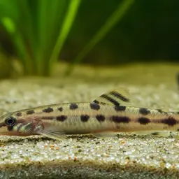 Dwarf Horse-faced Loach, photo 7