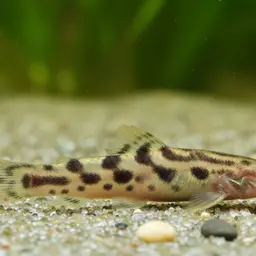 False Spined Loach