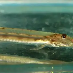 Dwarf Horse-face Loach