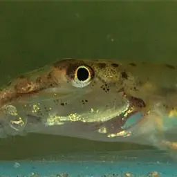 Dwarf Horse-face Loach, photo 2