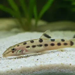 Dwarf Horse-face Loach, photo 3