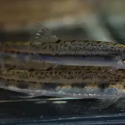 Dwarf Horse-face Loach, photo 2