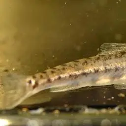 Dwarf Horse-face Loach